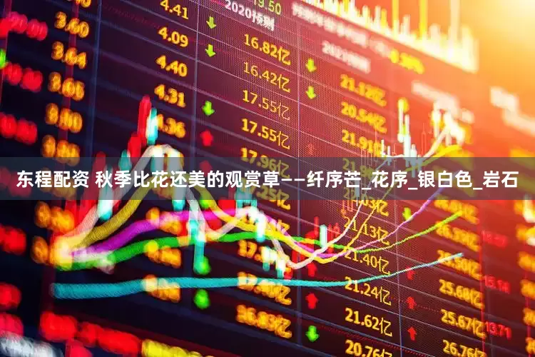 东程配资 秋季比花还美的观赏草——纤序芒_花序_银白色_岩石